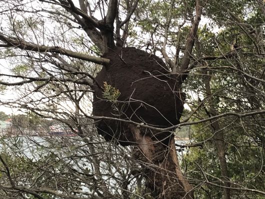 Ball of Termites in Tree